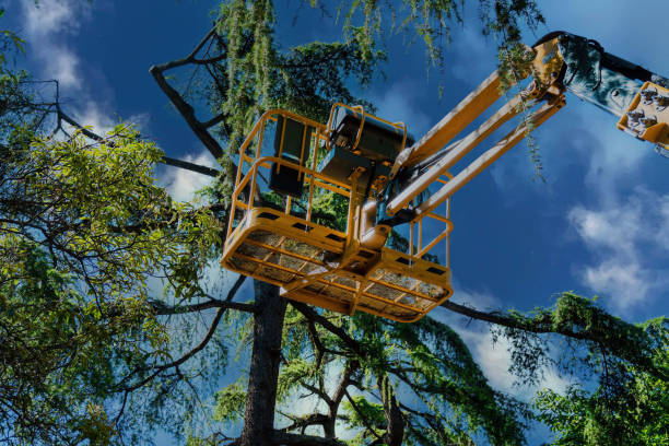 Reliable Ashland, PA Tree Services Solutions