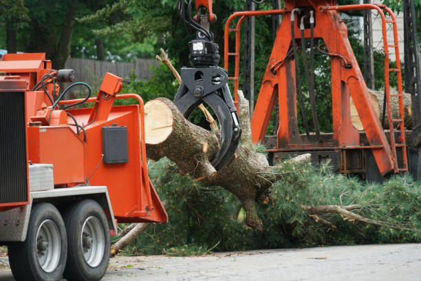 How Our Tree Care Process Works  in Ashland, PA